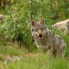 De wolf in Trentino